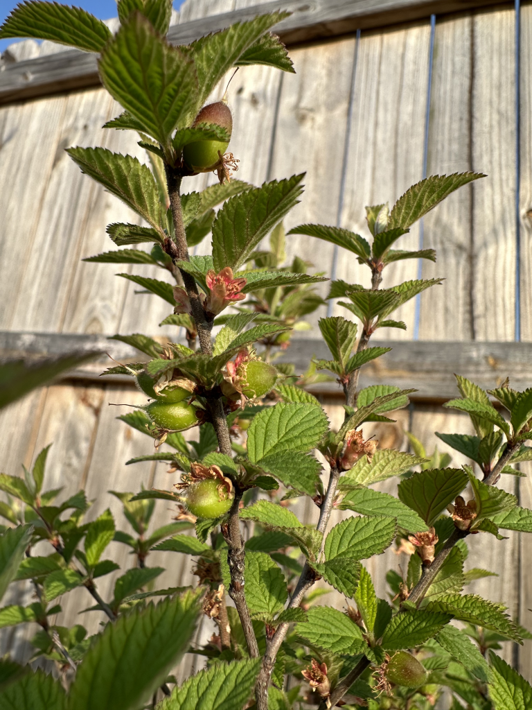 Nanking Cherry