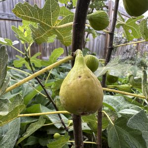 Olympian Fig