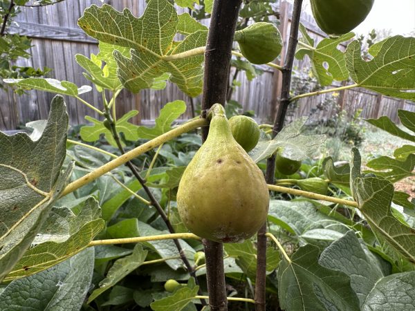 Olympian Fig